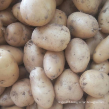 Holland potato seeds